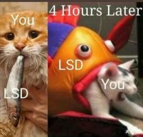 LSD.jpg