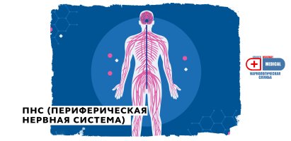 ПНС (Периферическая нервная система).jpg ПНС (Периферическая нервная система).jpg