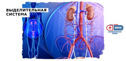 Выделительная система.jpg Выделительная система.jpg