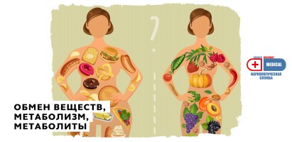 Обмен веществ, Метаболизм, Метаболиты.jpg Обмен веществ, Метаболизм, Метаболиты.jpg