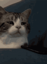cat-кошка.gif