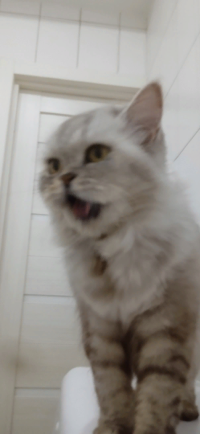 1680740616573.png