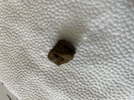 IMG_2120.jpeg