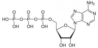 ATP-Structure.jpeg ATP-Structure.jpeg