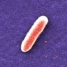 E. coli