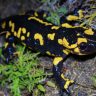 Salamander
