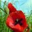 Opium690