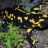 Salamander